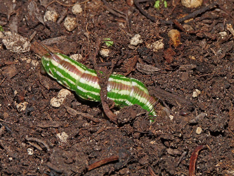 Hyloicus pinastri